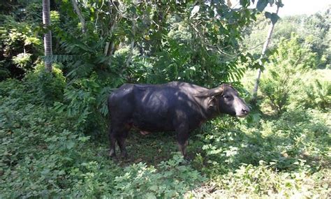 carabao fight to death|Carabao kills farmer in Quezon .